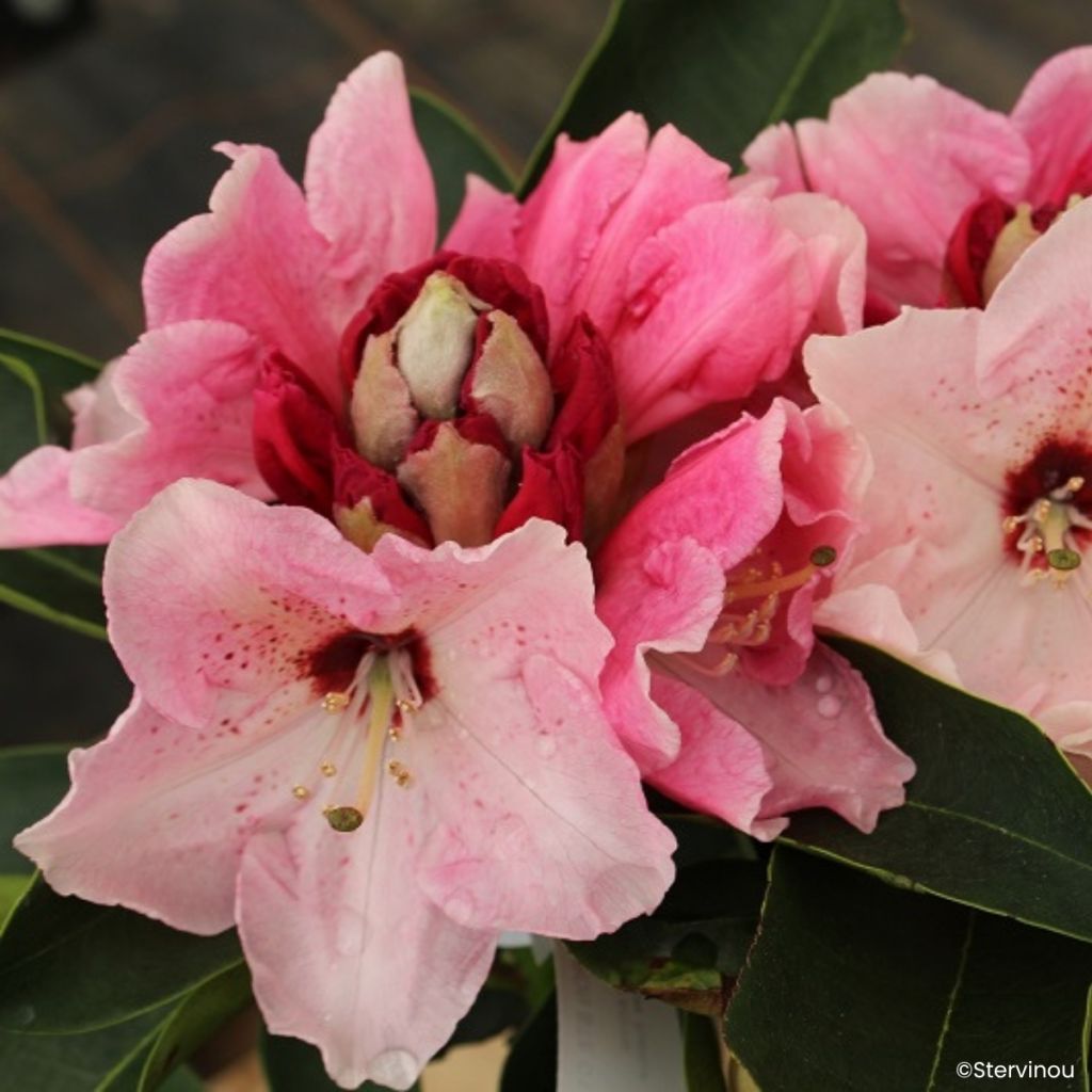 Rhododendron Vallée de l'Odet