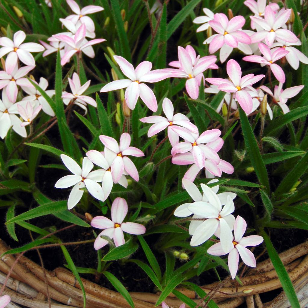 Rhodohypoxis Fairy Kisses
