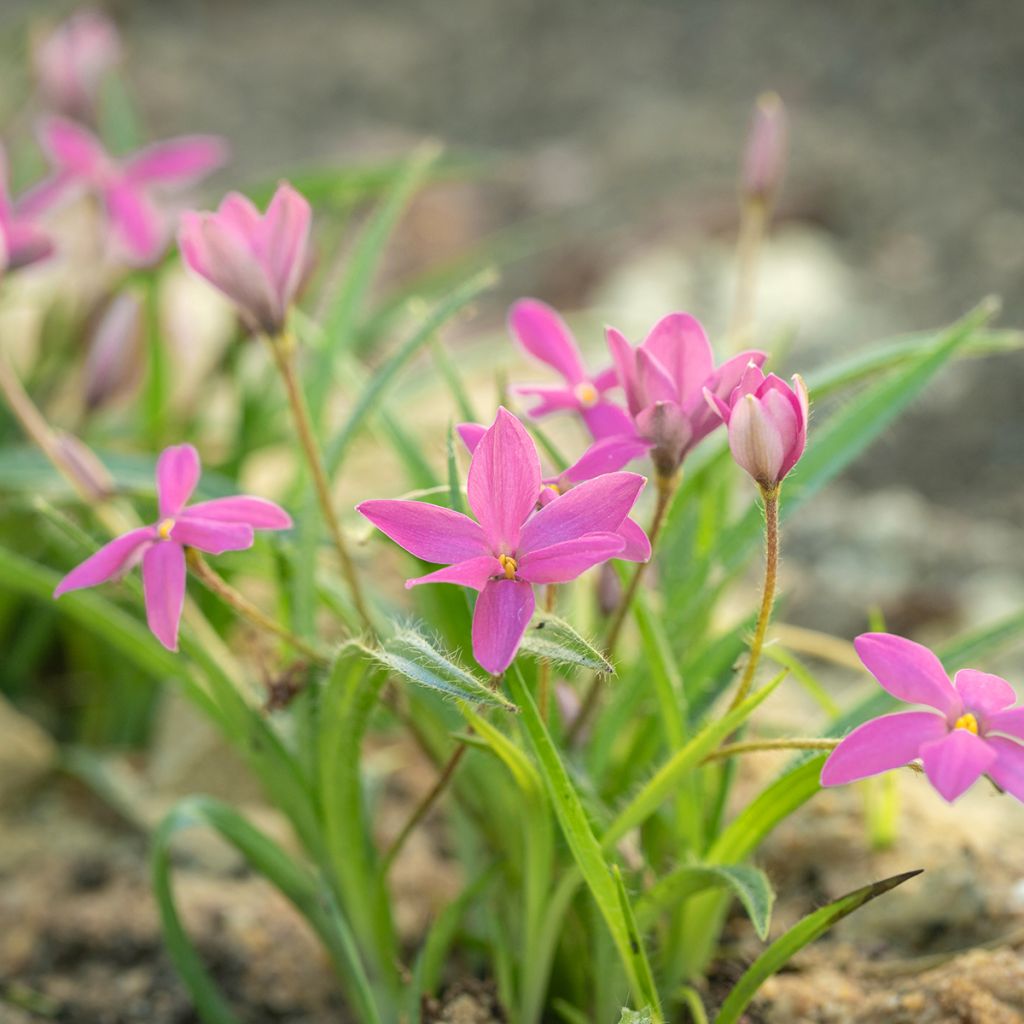 Rhodoxis Hebron Farm Rose
