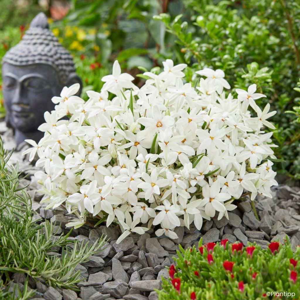 Rhodoxis Fairy Snow