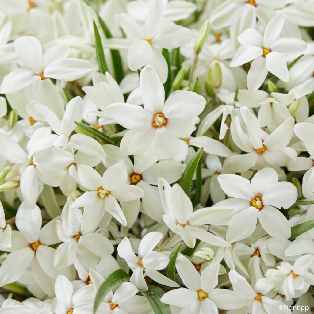 Rhodoxis Fairy Snow