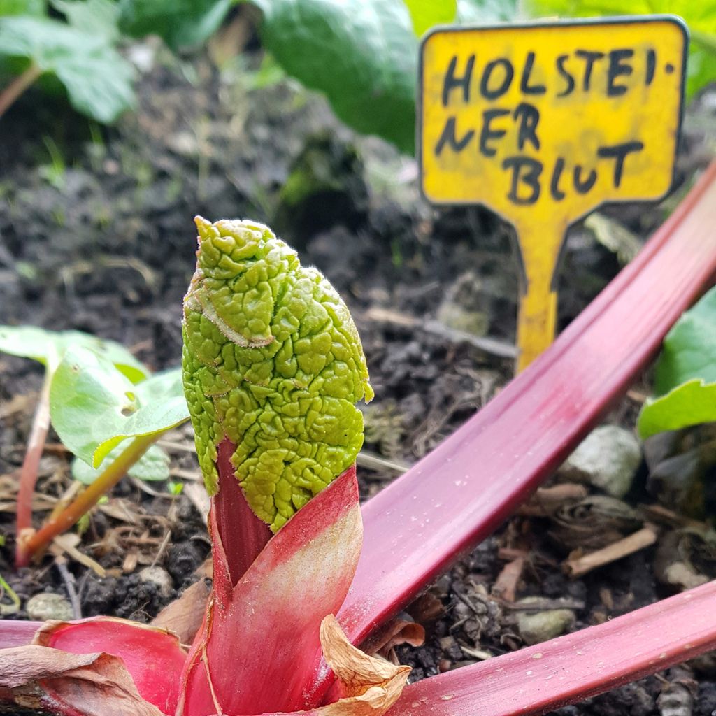 Rheum Holsteiner Blut - Rabarbaro