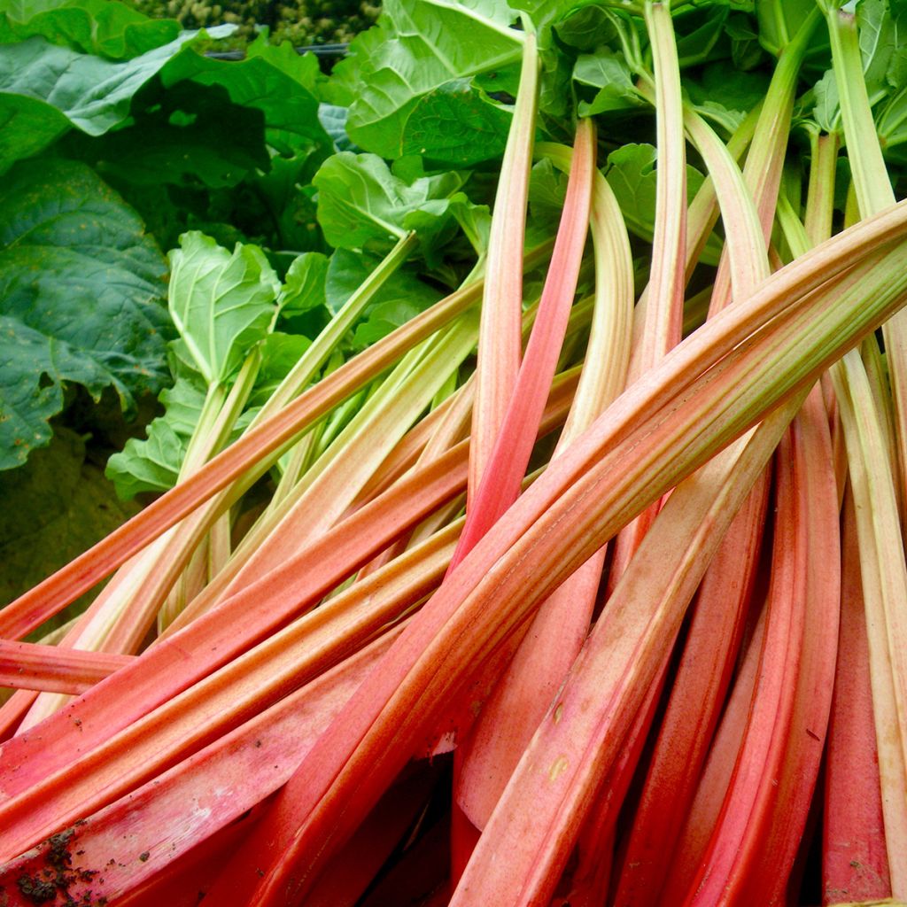 Rheum Paragon Rouge - Rabarbaro