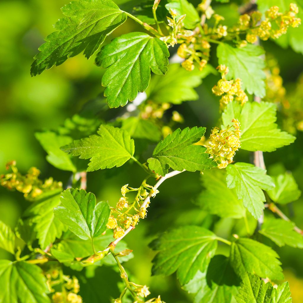 Ribes alpinum - Ribes alpino