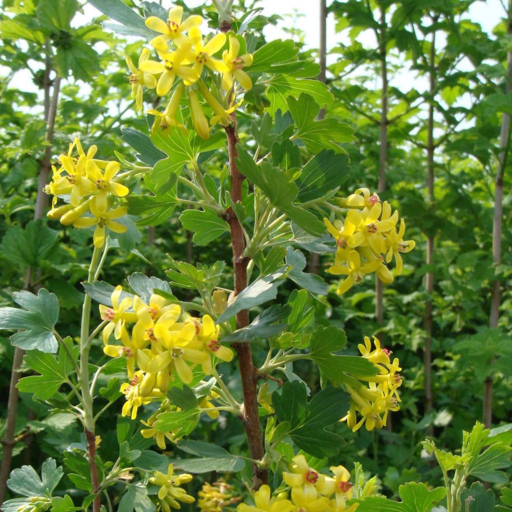 Ribes odoratum