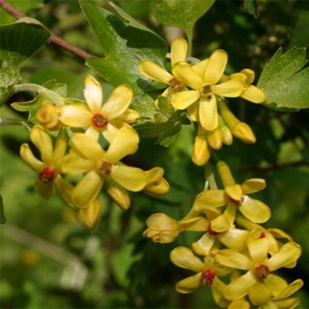 Ribes odoratum