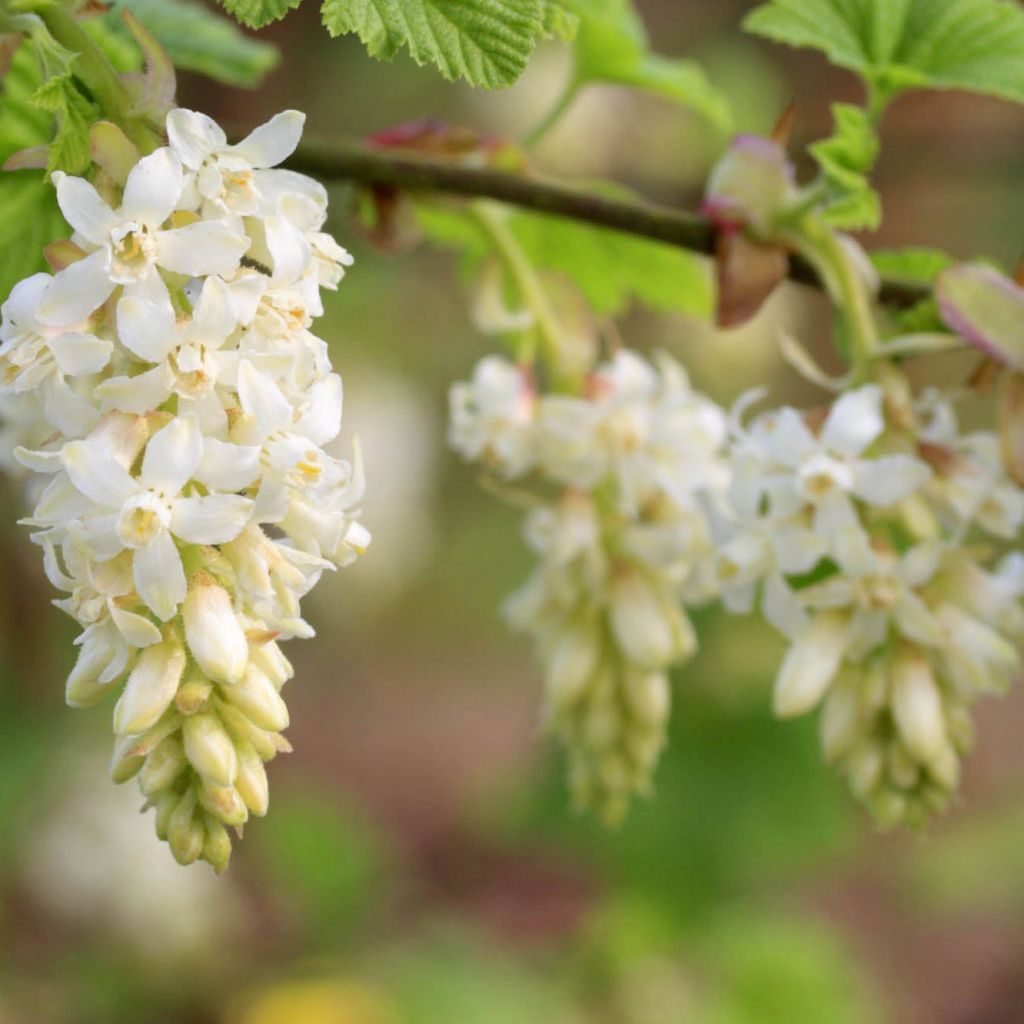 Ribes sanguigno White Icicle