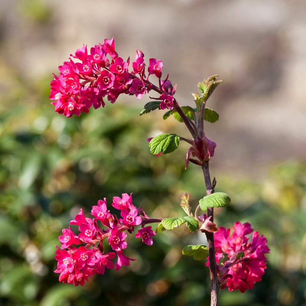 Ribes sanguigno Koja