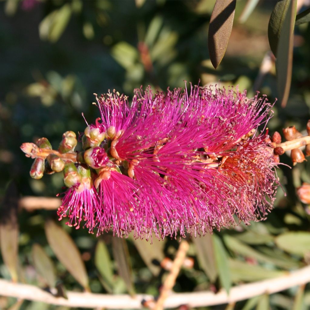 Callistemon violaceus - Pianta scovolino