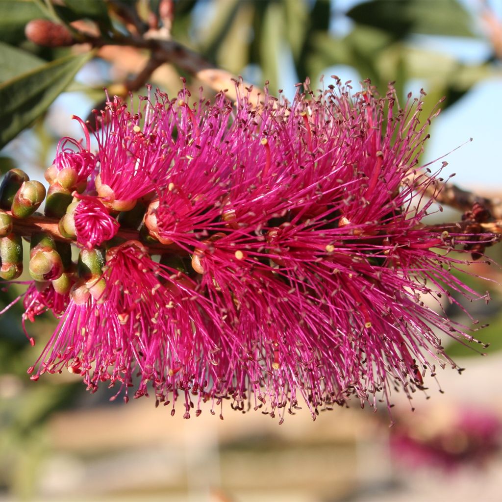 Callistemon violaceus - Pianta scovolino