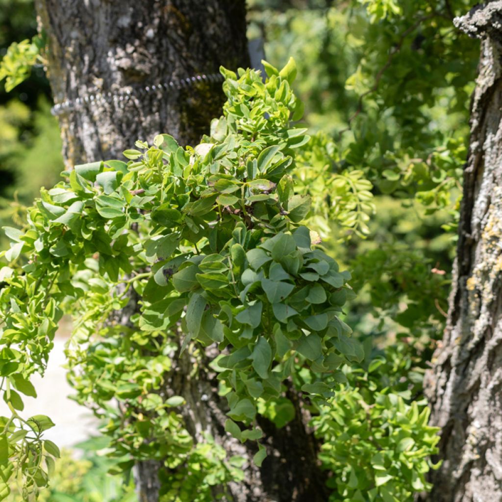 Robinia pseudoacacia Twisty Baby Lace Lady - Robinia
