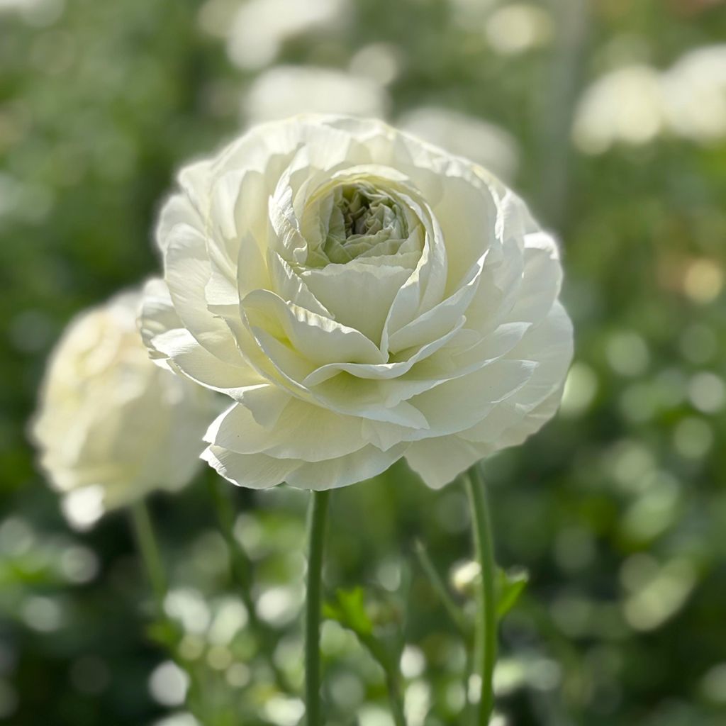 Ranuncolo asiatico Romance Montenvers – Ranunculus asiaticus