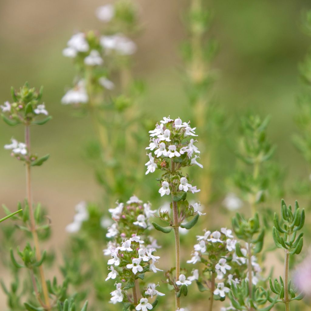 Rosmarinus officinalis Albiflorus - Rosmarino