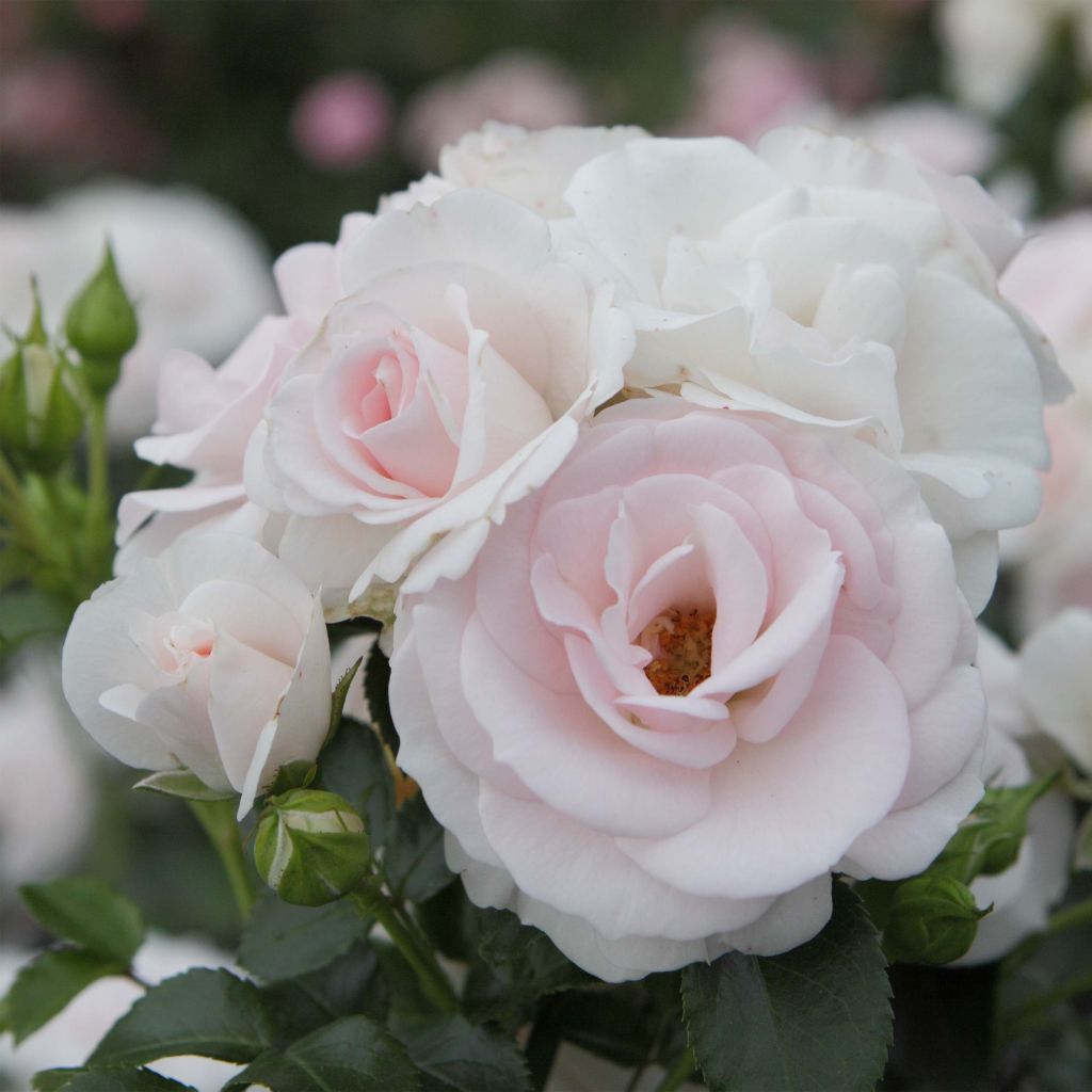 Rosa tappezzante Aspirin Rose