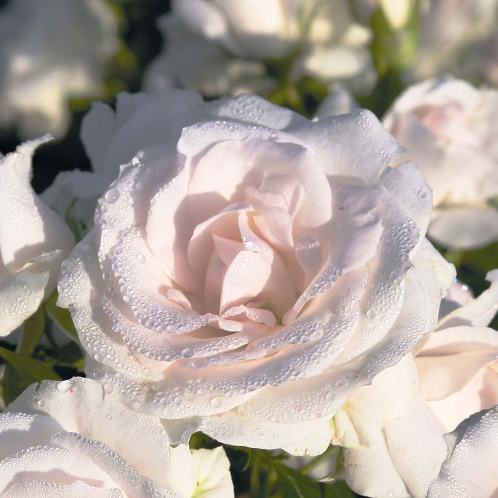 Rosa tappezzante Aspirin Rose