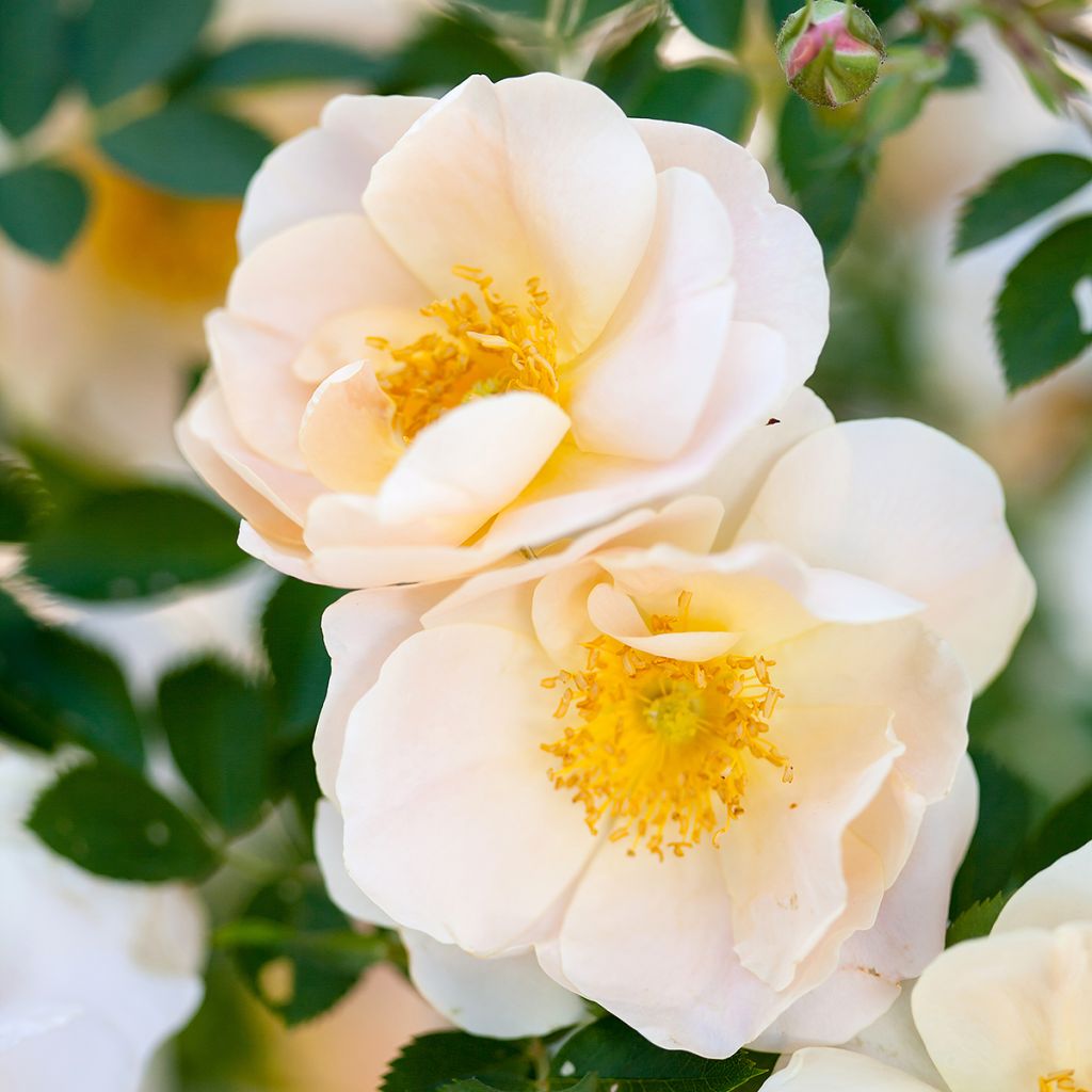 Rosa rampicante Above and Beyond