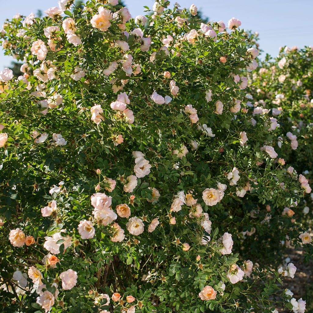 Rosa rampicante Above and Beyond