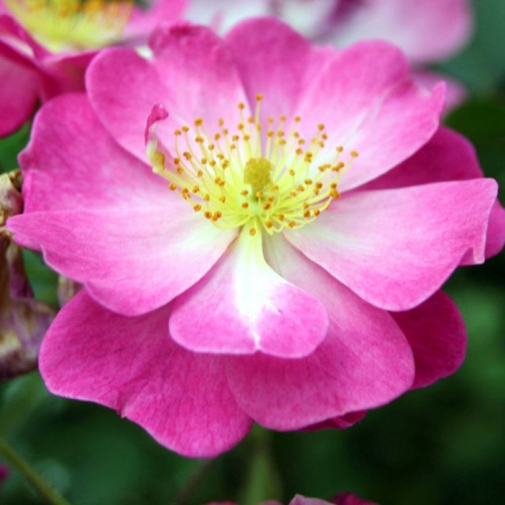 Rosa tappezzante Lavender Dream