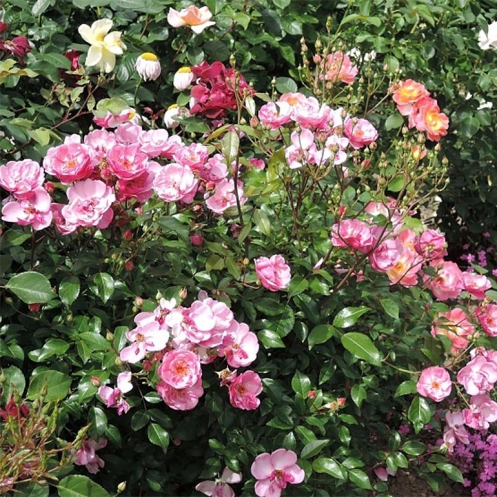 Rosa polyantha Louis Blériot