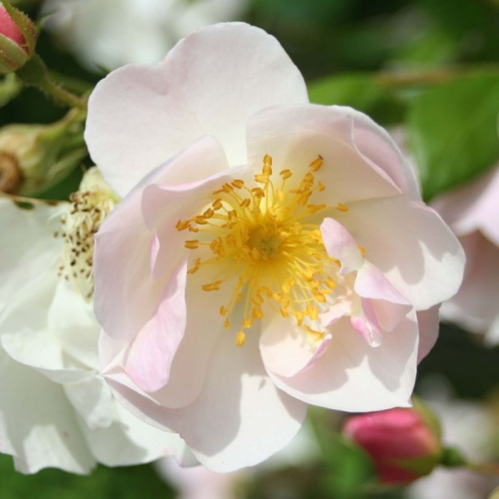 Rosa polyantha Nevada