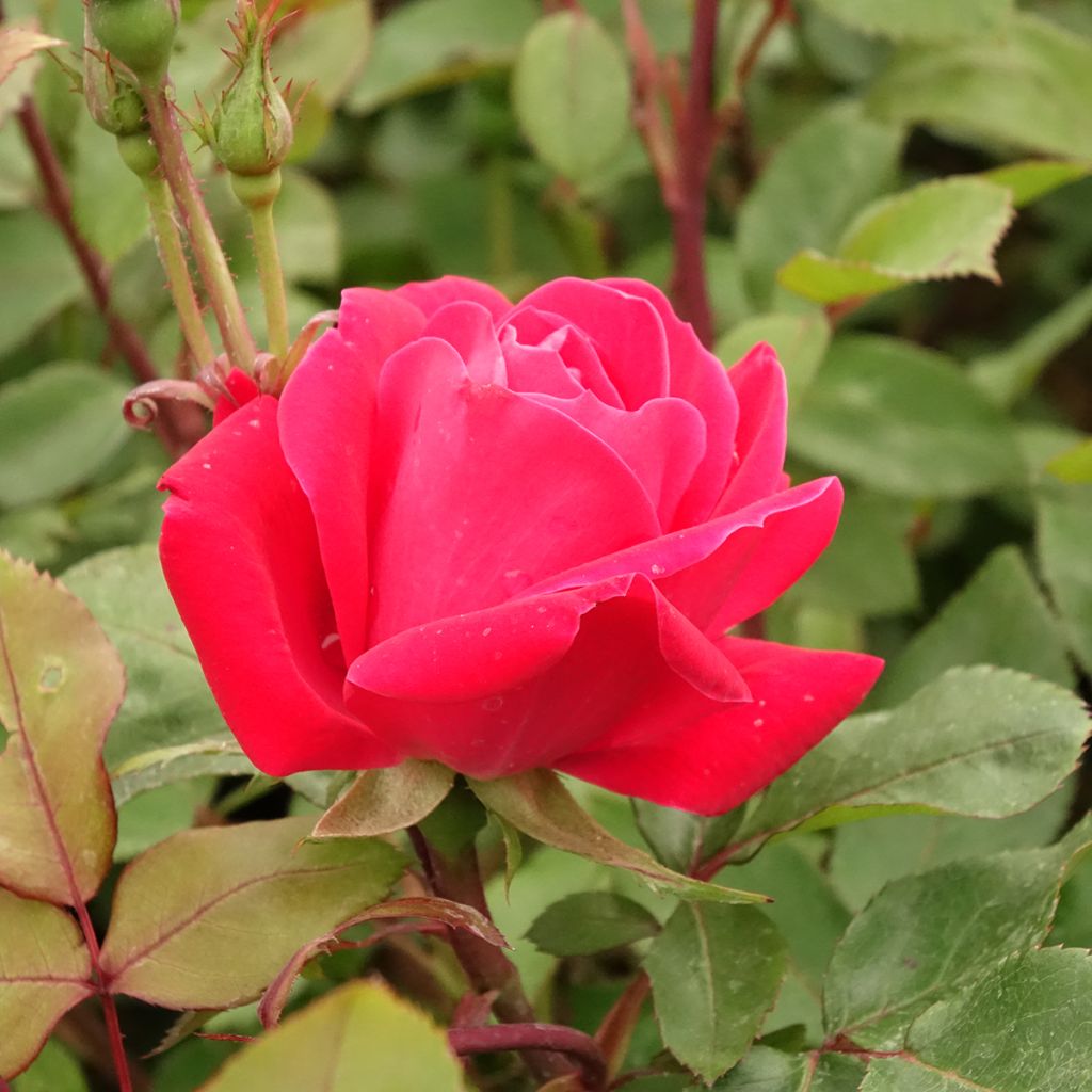 Rosa tappezzante Double Knock Out