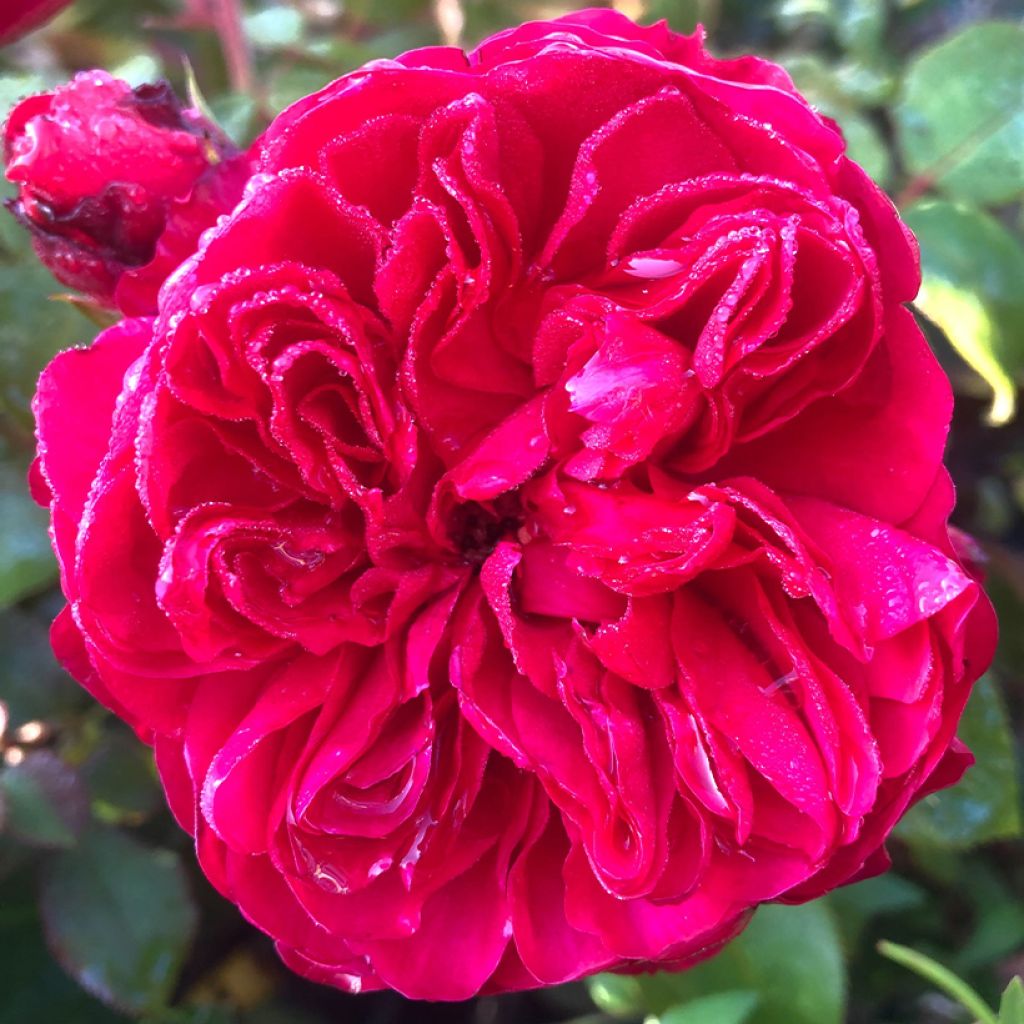 Rosa polyantha Red Leonardo da Vinci