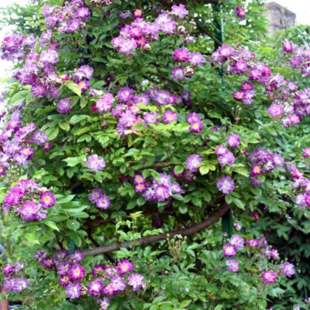Rosa wichuraiana Veilchenblau - Rosa rampicante
