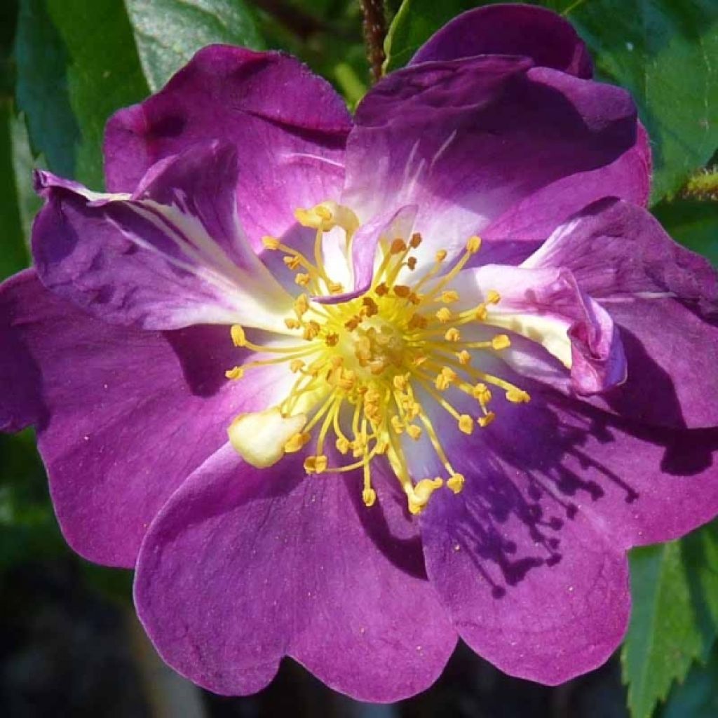 Rosa wichuraiana Veilchenblau - Rosa rampicante