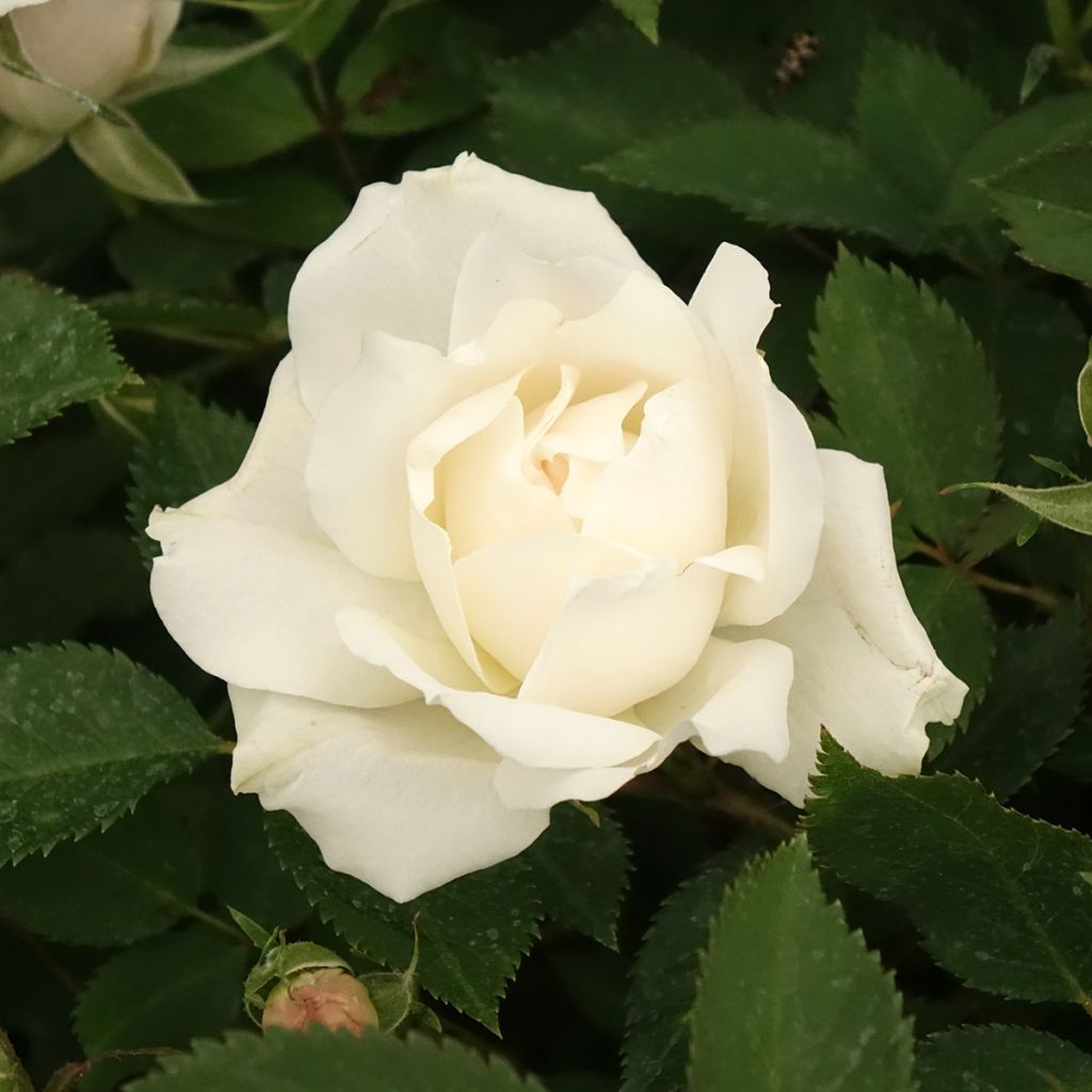 Rosa polyantha Crème Chantilly 'Meiradena'