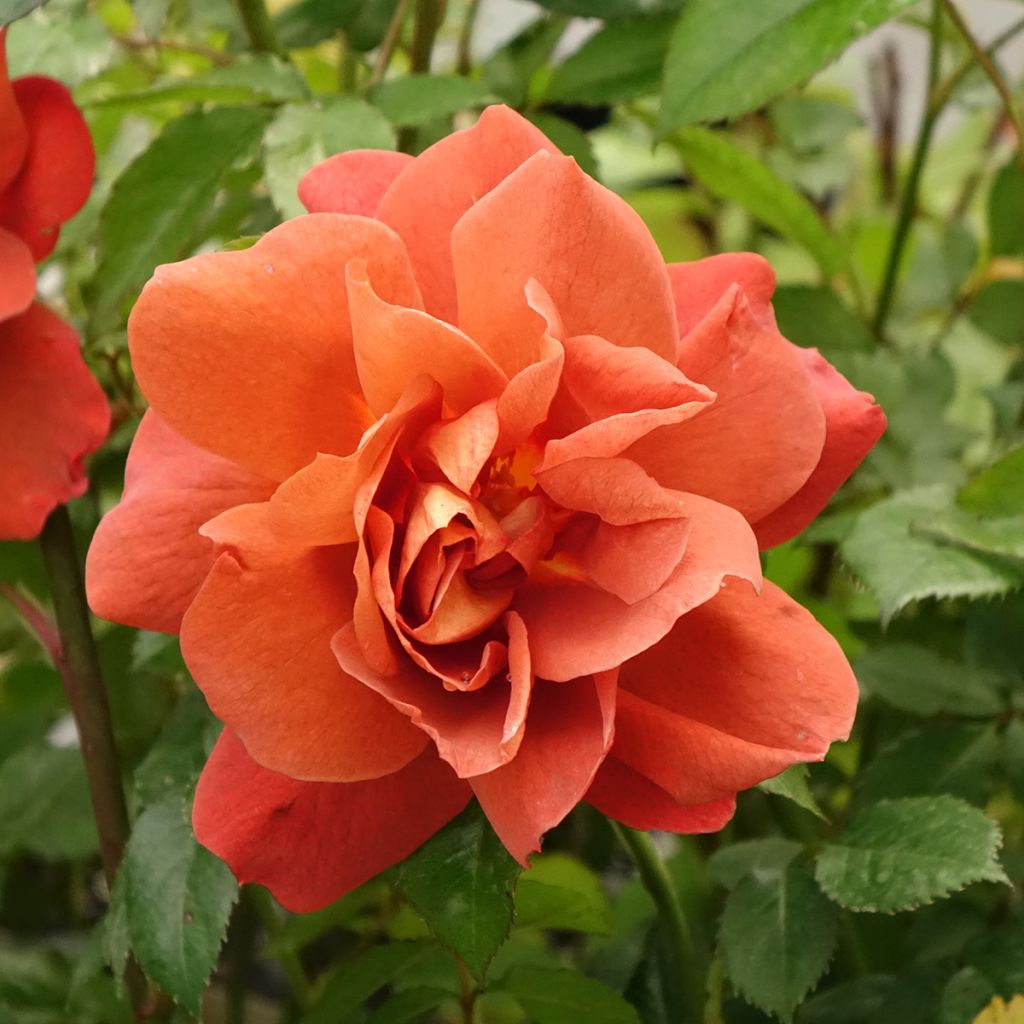 Rosa polyantha Havanna