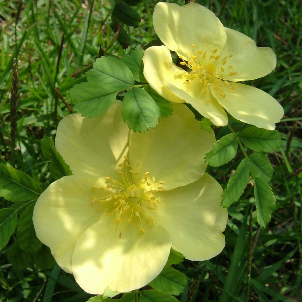 Rosa hugonis - Rosa botanico