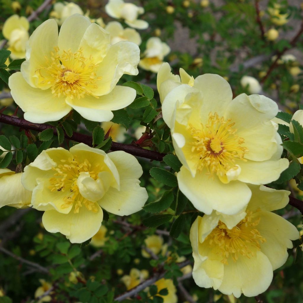 Rosa hugonis - Rosa botanico