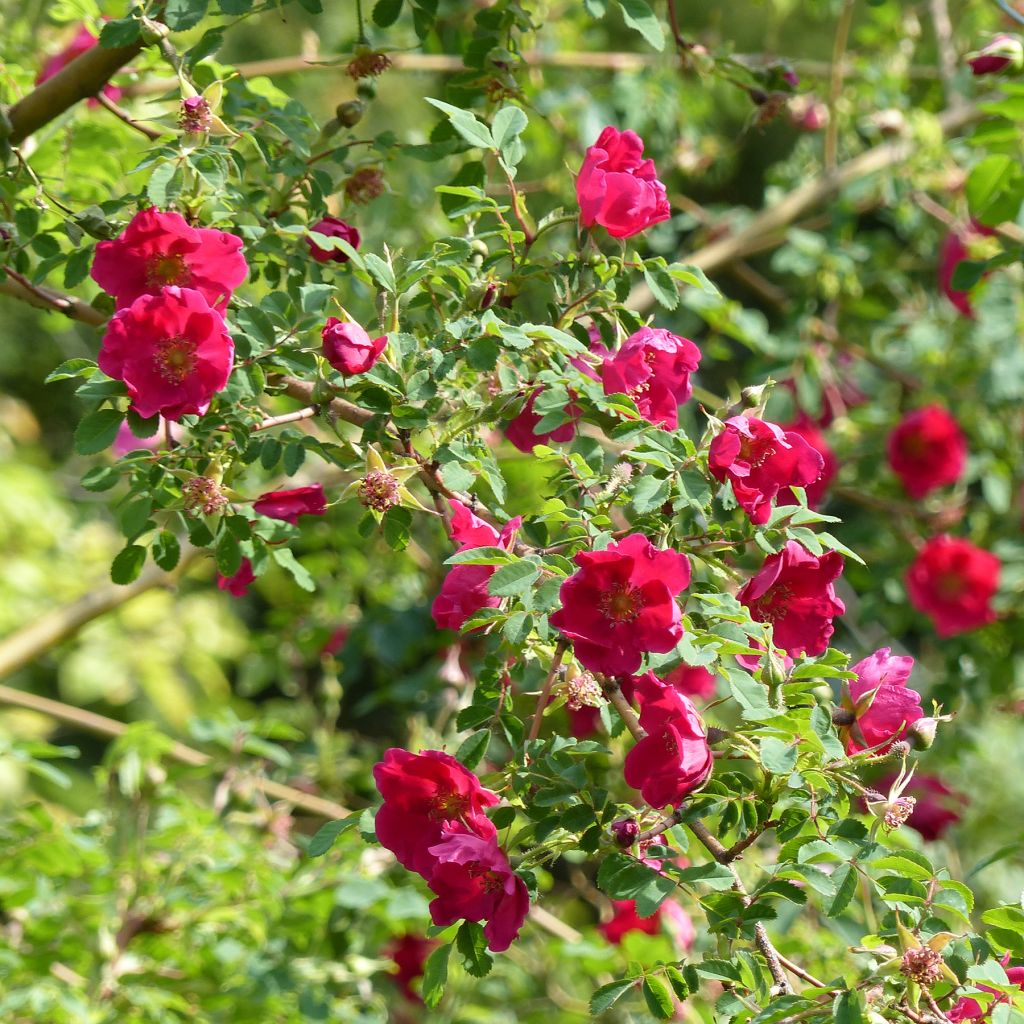 Rosa moyesii Geranium - Rose antica