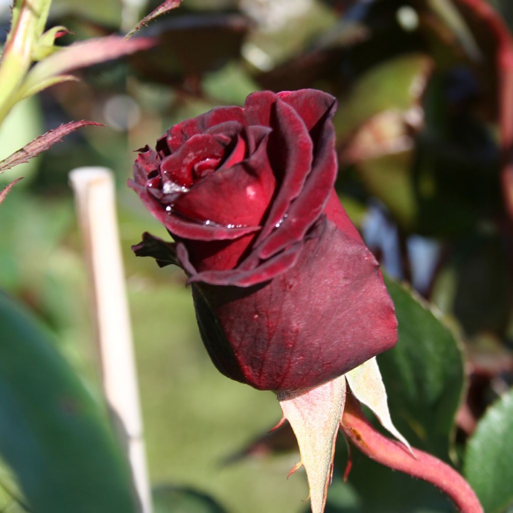 Rosa Black Baccara - Rose ibrida di tea