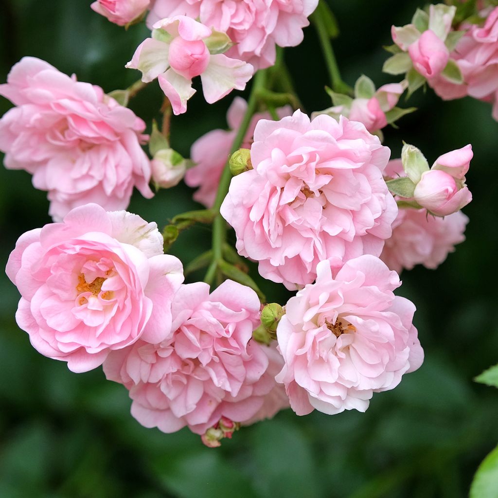 Rosa ad alberello The Fairy