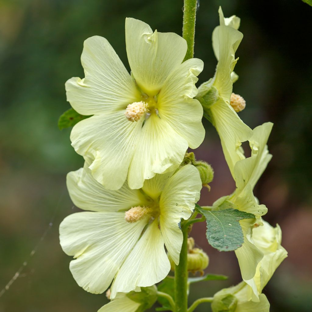 Alcea rugosa - Malvarosa