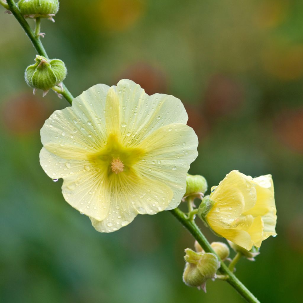 Alcea rugosa - Malvarosa