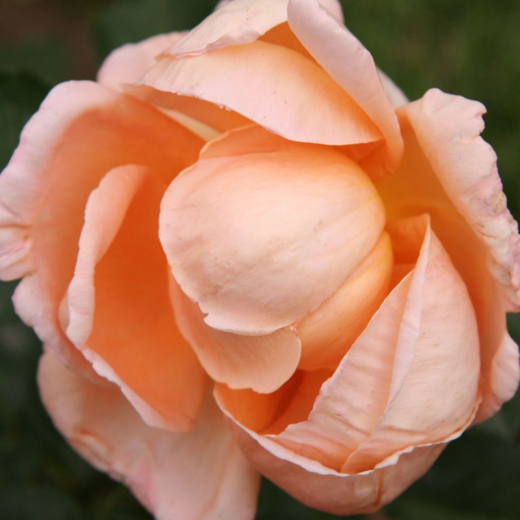 Rosa Abbaye de Cluny