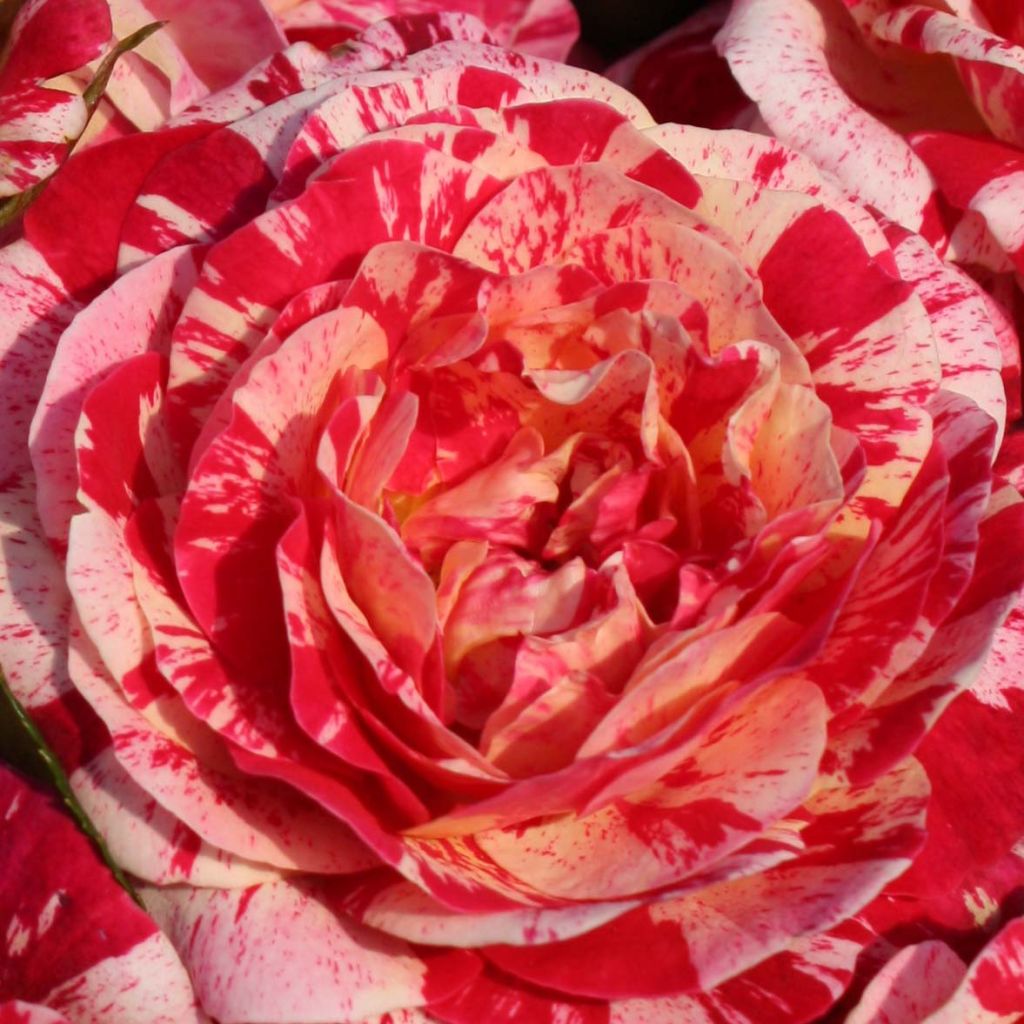 Rosa polyantha Abracadabra