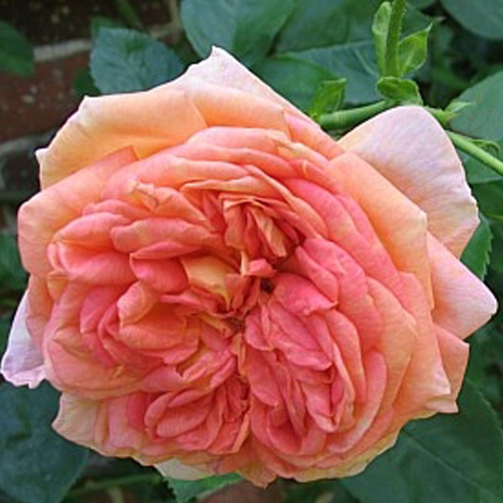 Rosa rampicante Alchymist