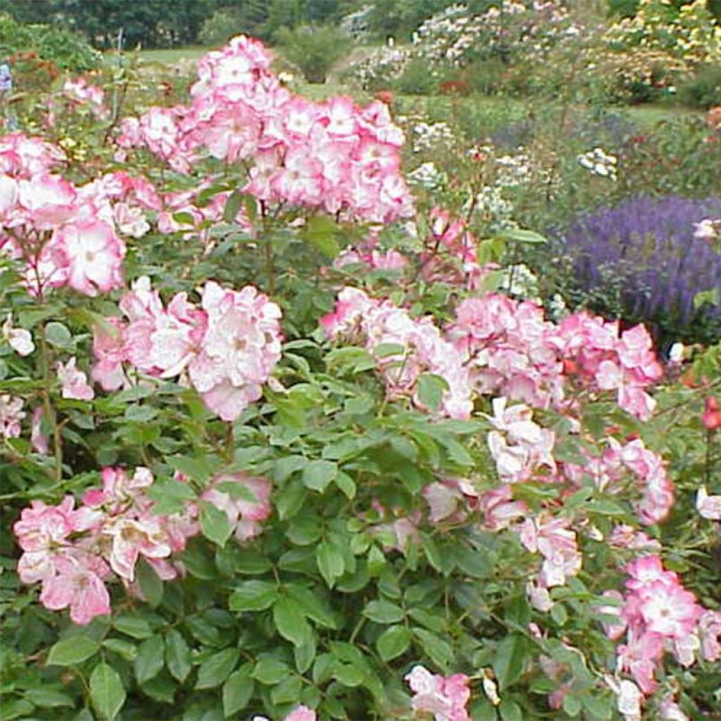 Rosa polyantha Rush lenmobri
