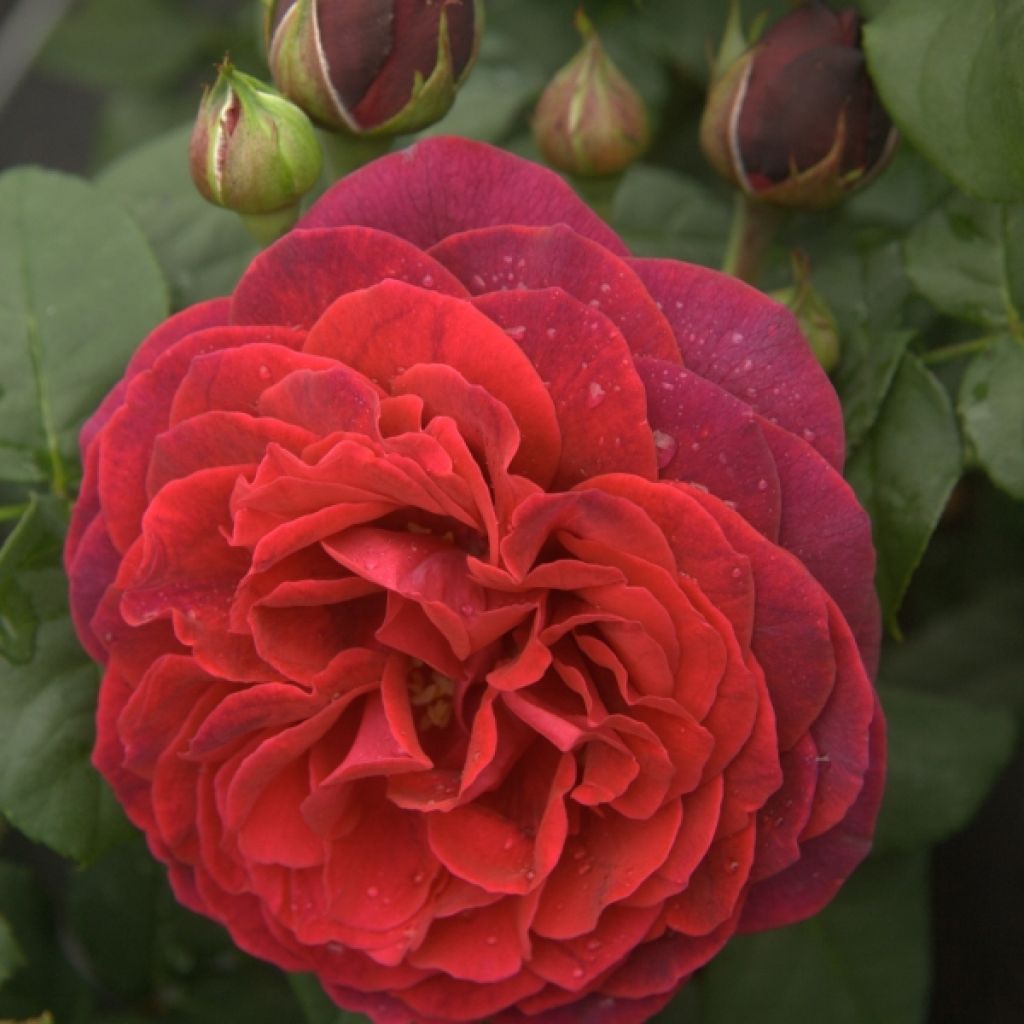 Rosa Astrid Gräfin von Hardenberg - Rose ibrida di tea