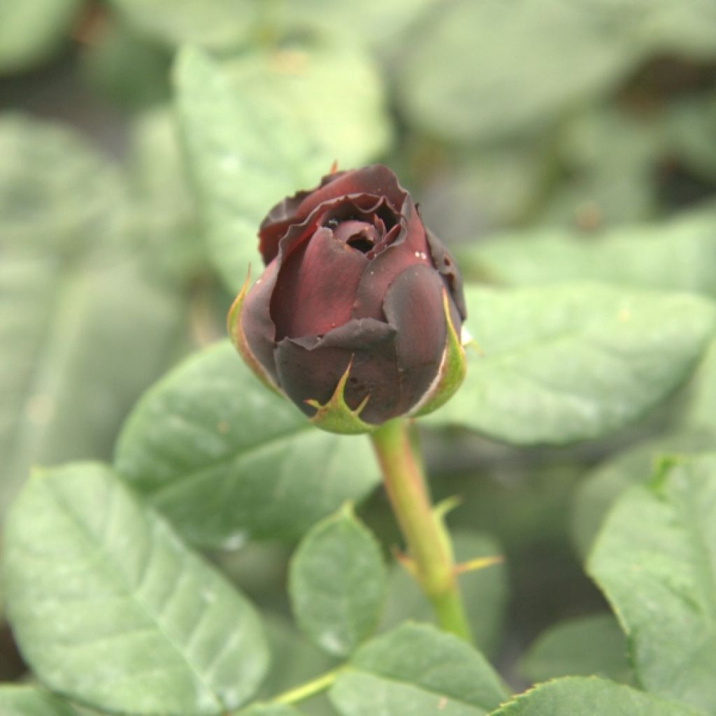 Rosa Astrid Gräfin von Hardenberg - Rose ibrida di tea
