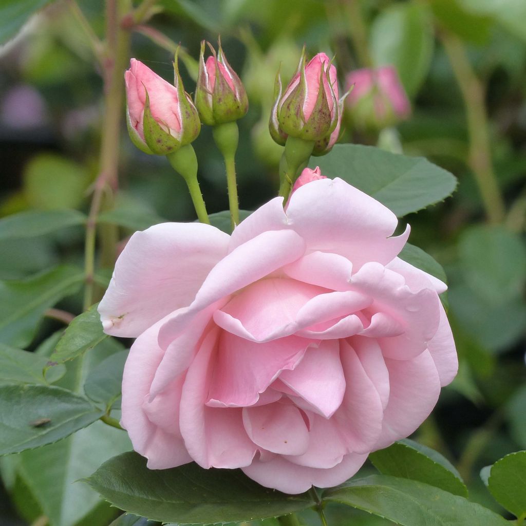 Rosa polyantha Astrid Lindgren