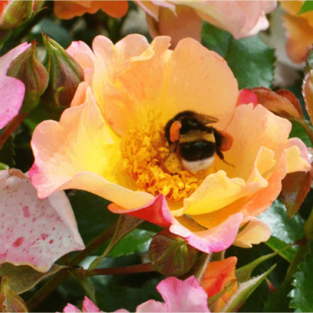 Rosa Bee Proud