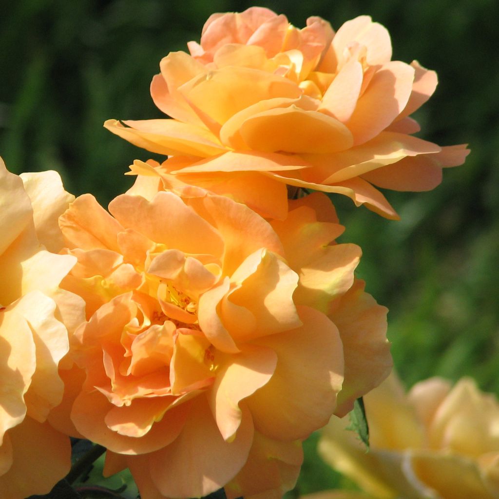 Rosa polyantha Bernstein Rose Taneitber