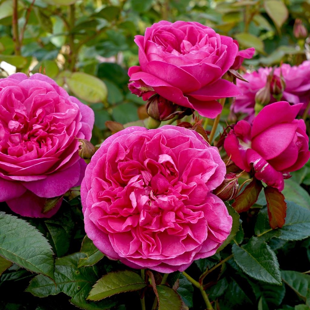 Rosa James L. Austin