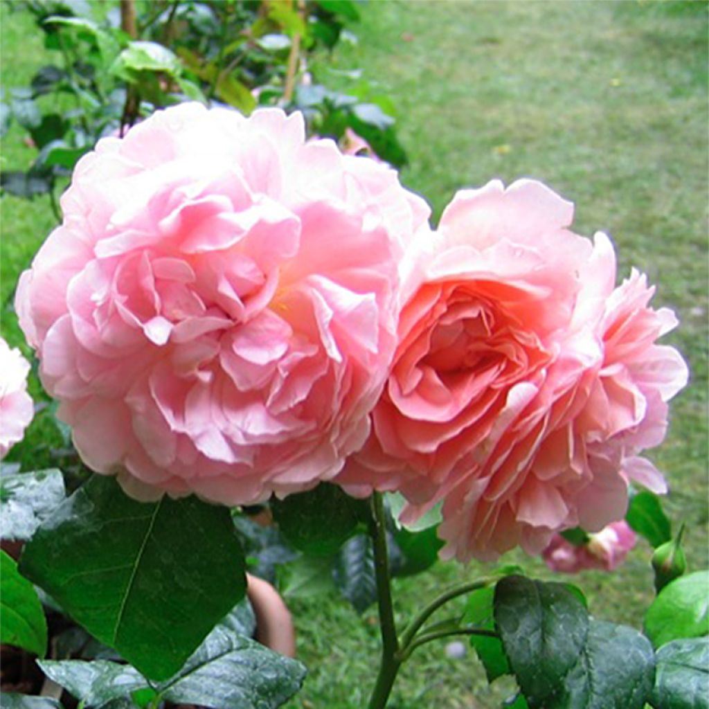 Rosa Strawberry Hill