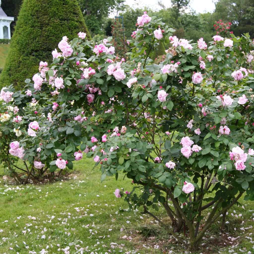 Rosa centifolia Fantin Latour