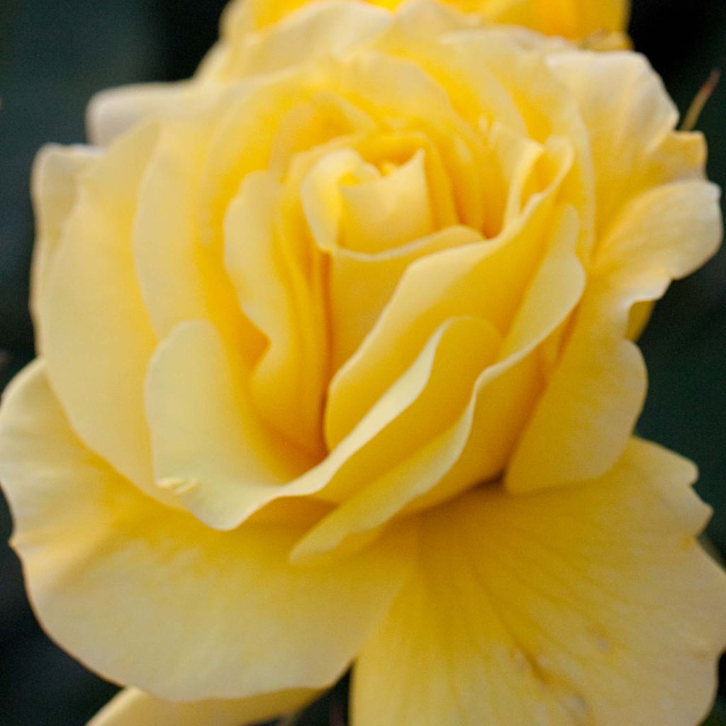 Rosa polyantha Friesia